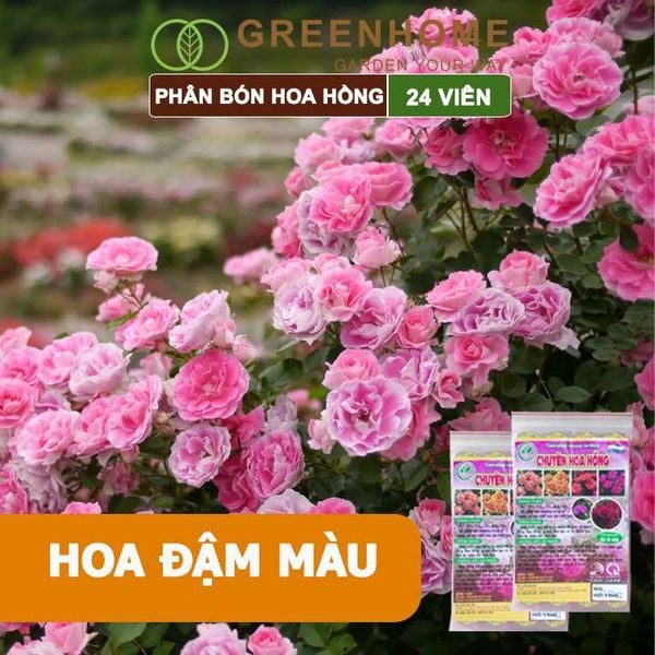 Phân bón chuyên hoa hồng, gói 24 viên, kích rễ, ra nhiều hoa, màu sắc đẹp