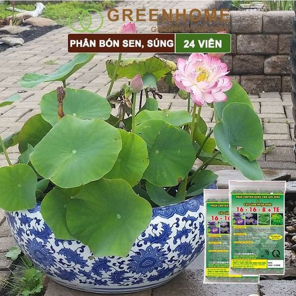 Phân bón hoa Sen, vỉ 24 viên, cây thuỷ sinh, ngập nước, cho hoa to, hoa đậm màu, lâu tàn, tốt lá |Greenhome