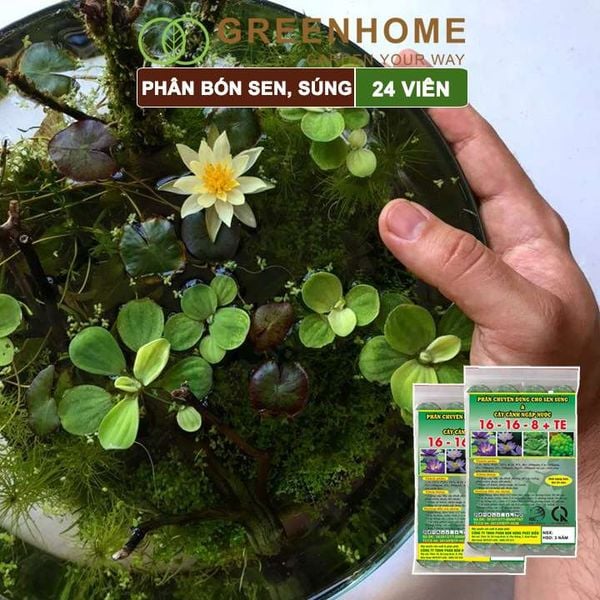 Phân bón hoa Sen, vỉ 24 viên, cây thuỷ sinh, ngập nước, cho hoa to, hoa đậm màu, lâu tàn, tốt lá |Greenhome