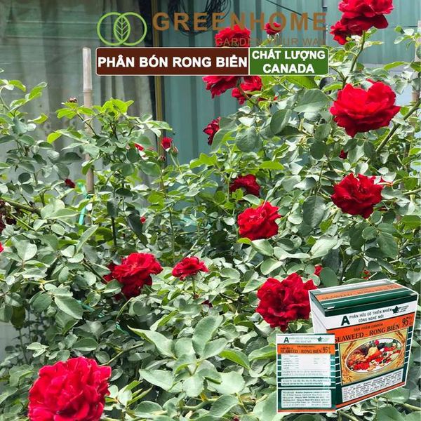 Hộp 10 gói Phân bón lá Seaweed, rong biển 95%, gói 10gr, hữu cơ kích thích ra hoa, chống rụng hoa |Greenhome