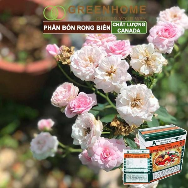 Hộp 10 gói Phân bón lá Seaweed, rong biển 95%, gói 10gr, hữu cơ kích thích ra hoa, chống rụng hoa |Greenhome