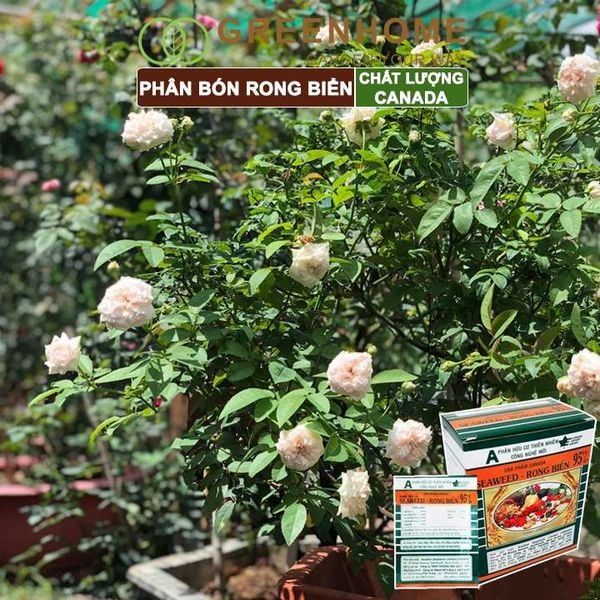 Hộp 10 gói Phân bón lá Seaweed, rong biển 95%, gói 10gr, hữu cơ kích thích ra hoa, chống rụng hoa |Greenhome