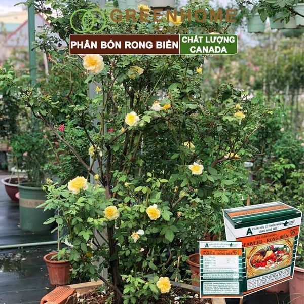 Hộp 10 gói Phân bón lá Seaweed, rong biển 95%, gói 10gr, hữu cơ kích thích ra hoa, chống rụng hoa |Greenhome