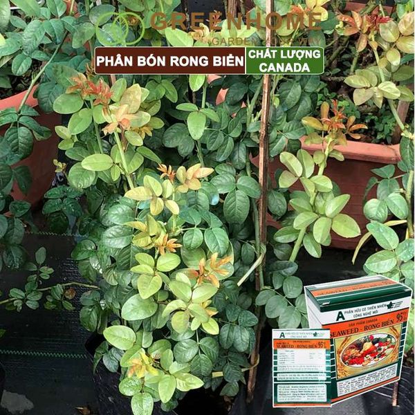 Hộp 10 gói Phân bón lá Seaweed, rong biển 95%, gói 10gr, hữu cơ kích thích ra hoa, chống rụng hoa |Greenhome