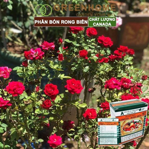 Hộp 10 gói Phân bón lá Seaweed, rong biển 95%, gói 10gr, hữu cơ kích thích ra hoa, chống rụng hoa |Greenhome