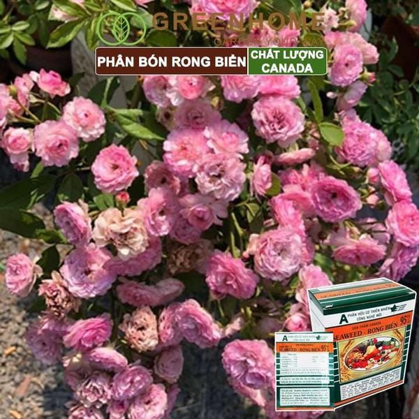 Hộp 10 gói Phân bón lá Seaweed, rong biển 95%, gói 10gr, hữu cơ kích thích ra hoa, chống rụng hoa |Greenhome