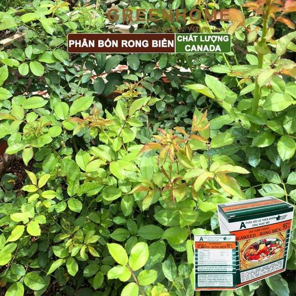 Hộp 10 gói Phân bón lá Seaweed, rong biển 95%, gói 10gr, hữu cơ kích thích ra hoa, chống rụng hoa |Greenhome