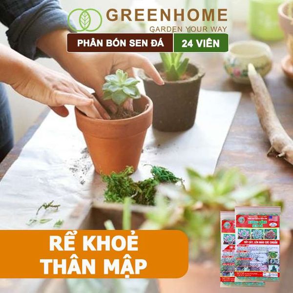 Phân bón sen đá, gói 24 viên, dùng cho xương rồng, cây mọng nước, kích rễ, lên màu chuẩn