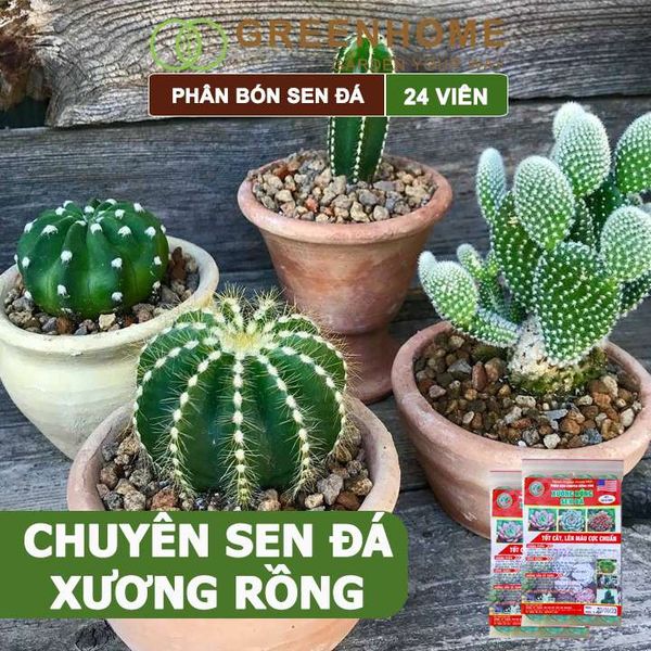 Phân bón sen đá, gói 24 viên, dùng cho xương rồng, cây mọng nước, kích rễ, lên màu chuẩn