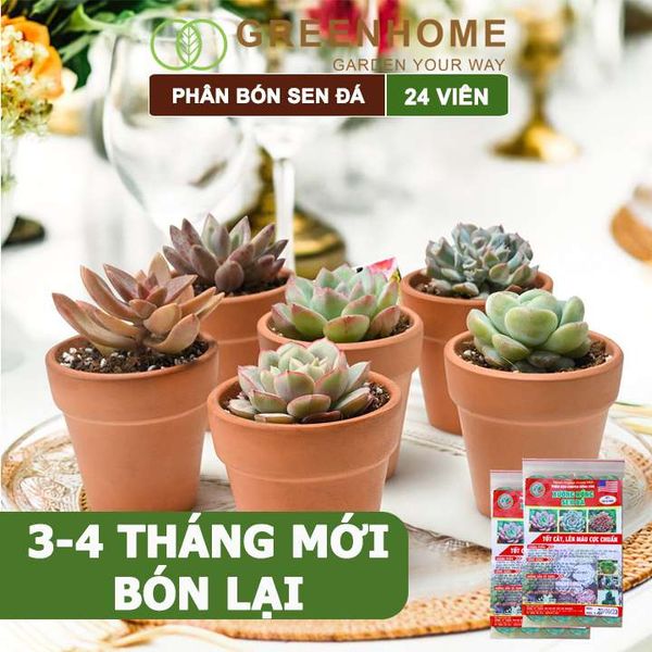 Phân bón sen đá, gói 24 viên, dùng cho xương rồng, cây mọng nước, kích rễ, lên màu chuẩn