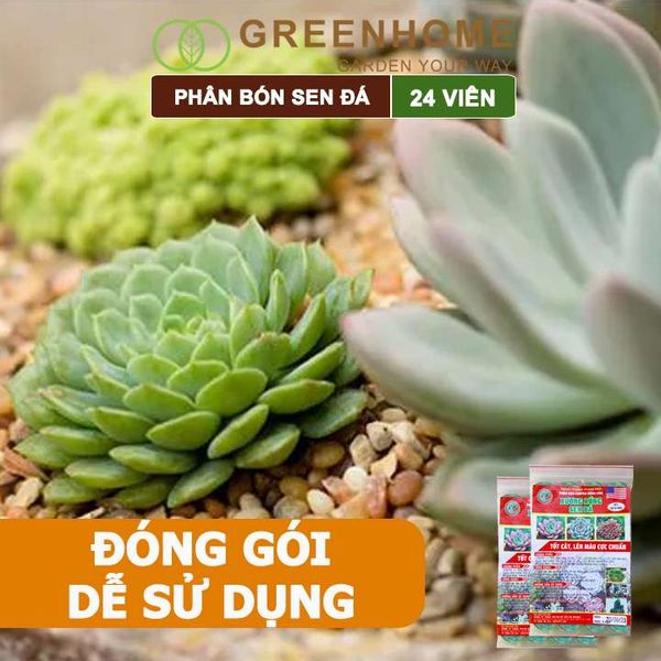 Phân bón sen đá, gói 24 viên, dùng cho xương rồng, cây mọng nước, kích rễ, lên màu chuẩn