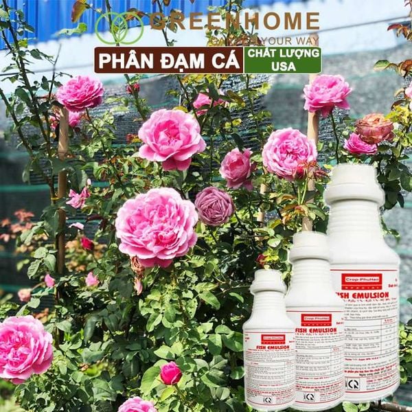Phân đạm cá Mỹ, Fish Emulsion, đậm đặc, hữu cơ cho hoa hồng, rau sạch, cây cảnh, kiểng lá |Greenhome