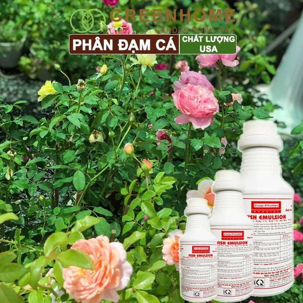 Phân đạm cá Mỹ, Fish Emulsion, đậm đặc, hữu cơ cho hoa hồng, rau sạch, cây cảnh, kiểng lá |Greenhome