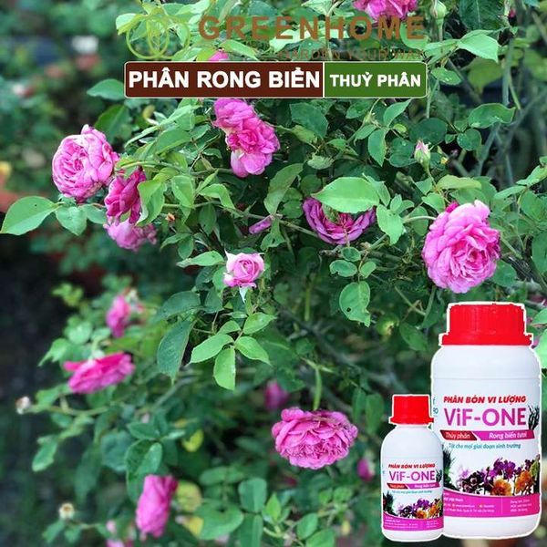 Phân bón lá Lavamix, rong biển, siêu kích rễ, mầm lá, hoa hồng, lan, các lại rau |Greenhome