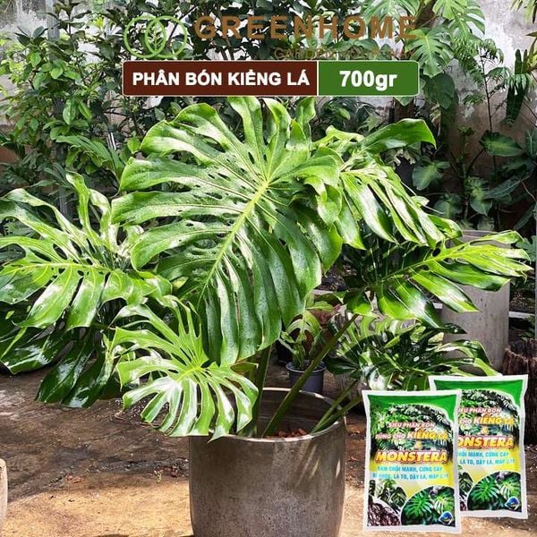 Phân bón kiểng lá, monstera, Greenhome, bao 700gr, đâm chồi mạnh, cứng cây, rễ khoẻ, lá to, dày