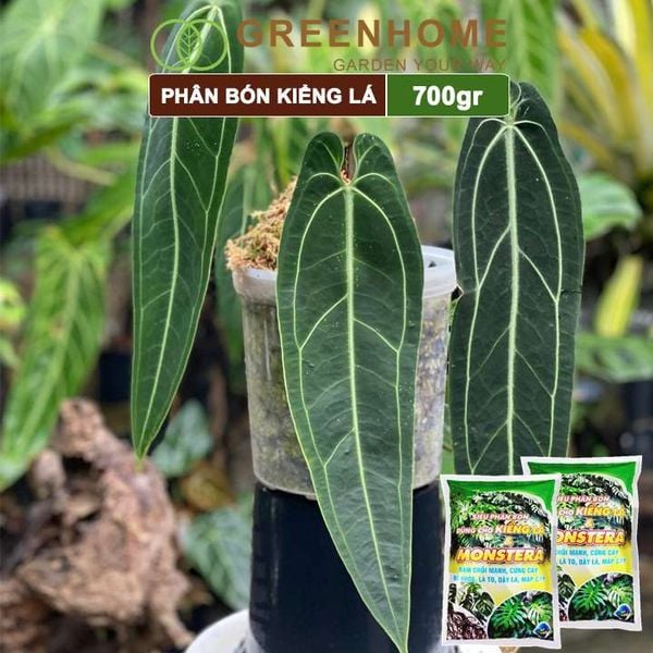 Phân bón kiểng lá, monstera, Greenhome, bao 700gr, đâm chồi mạnh, cứng cây, rễ khoẻ, lá to, dày