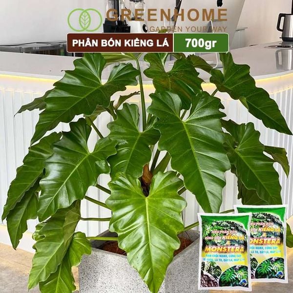 Phân bón kiểng lá, monstera, Greenhome, bao 700gr, đâm chồi mạnh, cứng cây, rễ khoẻ, lá to, dày
