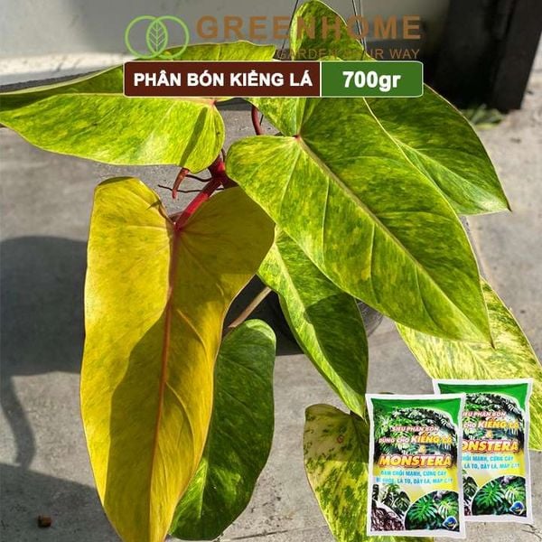 Phân bón kiểng lá, monstera, Greenhome, bao 700gr, đâm chồi mạnh, cứng cây, rễ khoẻ, lá to, dày