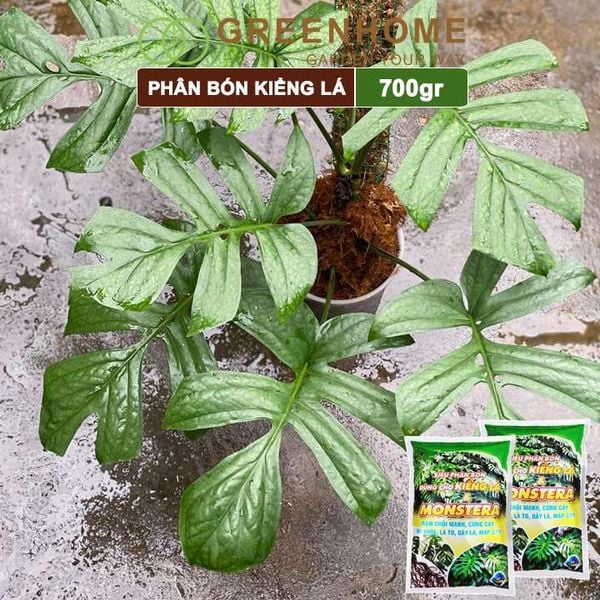 Phân bón kiểng lá, monstera, Greenhome, bao 700gr, đâm chồi mạnh, cứng cây, rễ khoẻ, lá to, dày