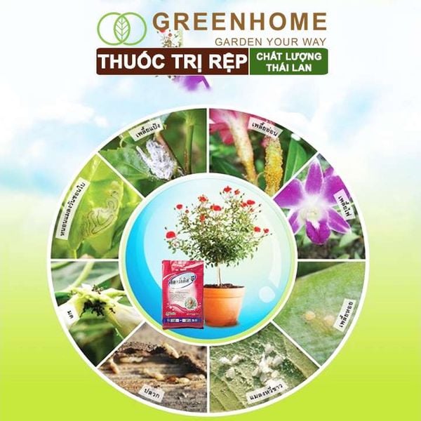 Thuốc tím trị rệp Starkle-G, lưu dẫn, an toàn, hiệu quả, dùng cho sen đá, xương rồng |Greenhome