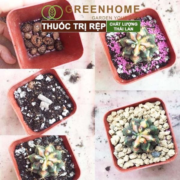 Thuốc tím trị rệp Starkle-G, lưu dẫn, an toàn, hiệu quả, dùng cho sen đá, xương rồng |Greenhome