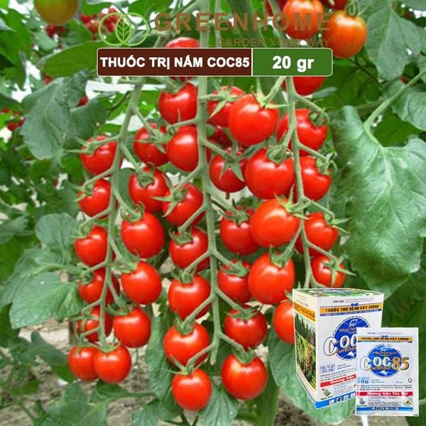 Thuốc trị nấm Coc85 WP, gói 20g ,trừ thán thư, cháy lá, vàng lá, đốm lá cho hoa hồng, kiểng lá |Greenhome