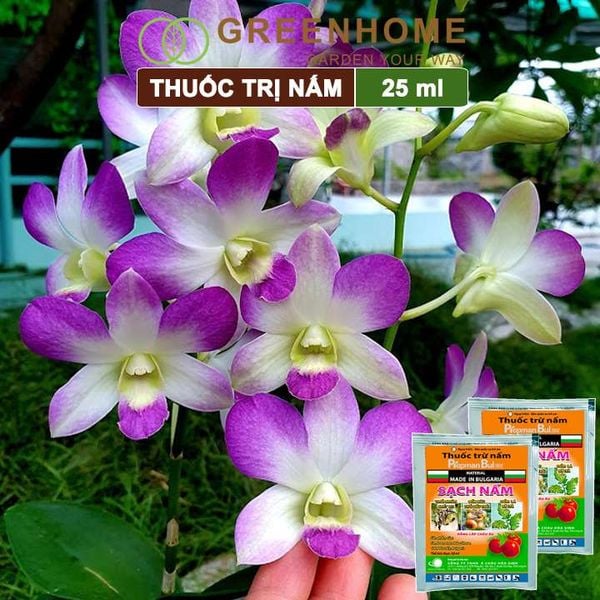 Thuốc trừ nấm Propman Bul 550sc, gói 25ml, chuyên trị Thán thư, thối nhũn, phấn trắng, rỉ sắt |Greenhome
