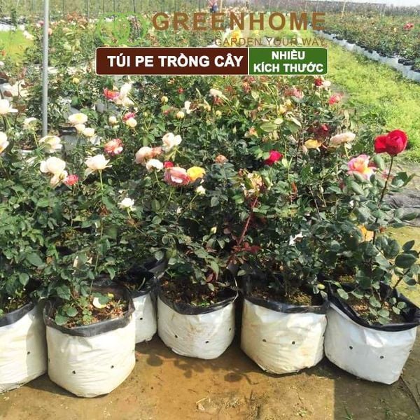 Túi PE trồng cây, 2 lớp, nhiều kích thước, chống UV tiện lợi, độ bền 1,5 năm, trồng rau, hoa, dâu tây |Greenhome