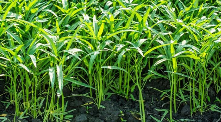 Phun môi nên ăn gì? kiêng ăn gì bao lâu? mới xăm môi nên kiêng gì