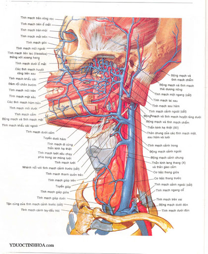 Phun môi hiệu ứng son lì 3D Mailisa: Có nên phun môi không? Phun môi ở mailisa giá bao nhiêu? mạch máu xung quanh môi