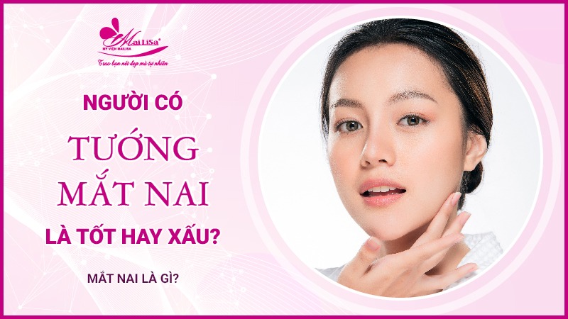 Mắt nai là gì? Tướng số người mắt nai sẽ như thế nào Tướng mắt nai tốt hay xấu