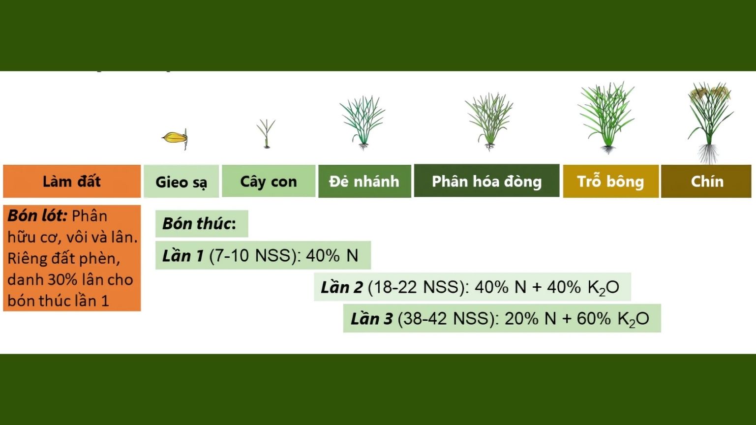 Bón phân cho lúa theo hướng canh tác bền vững