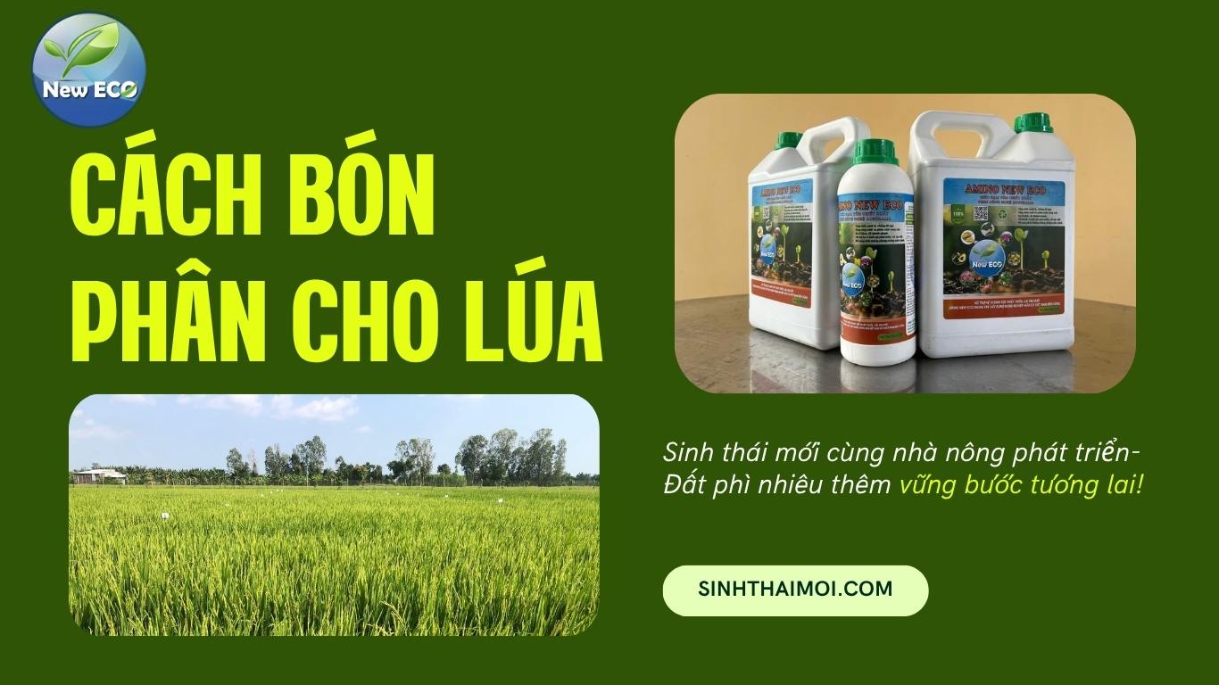 Cách bón phân cho lúa