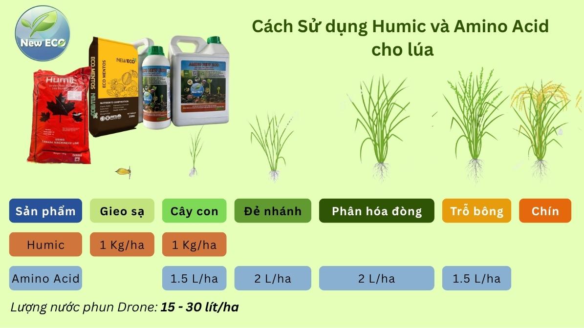 Sử dụng Humic, Amino Acid cho lúa