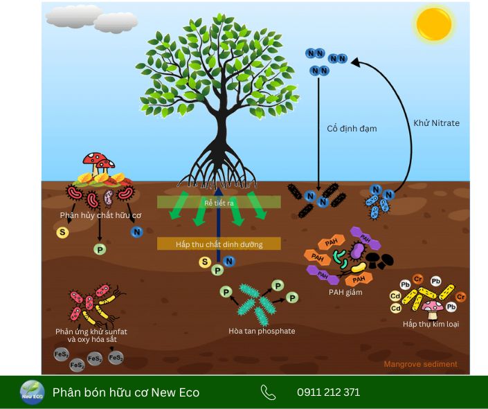 Hoạt động của vi sinh vật trong đất
