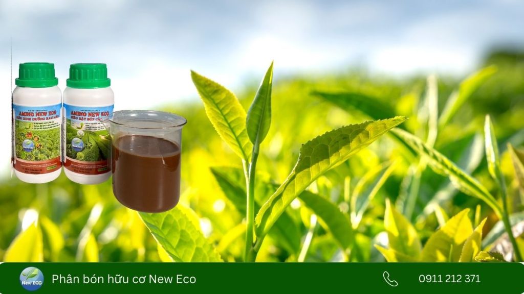 Amino Acid giúp tăng hiệu quất quang hợp