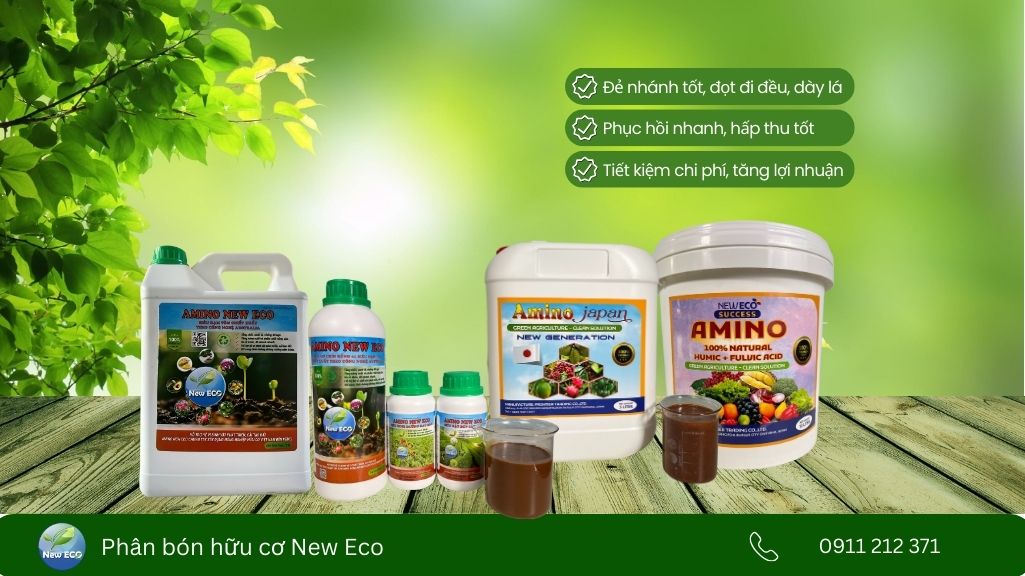 Bộ sản phẩm Amino từ New ECO