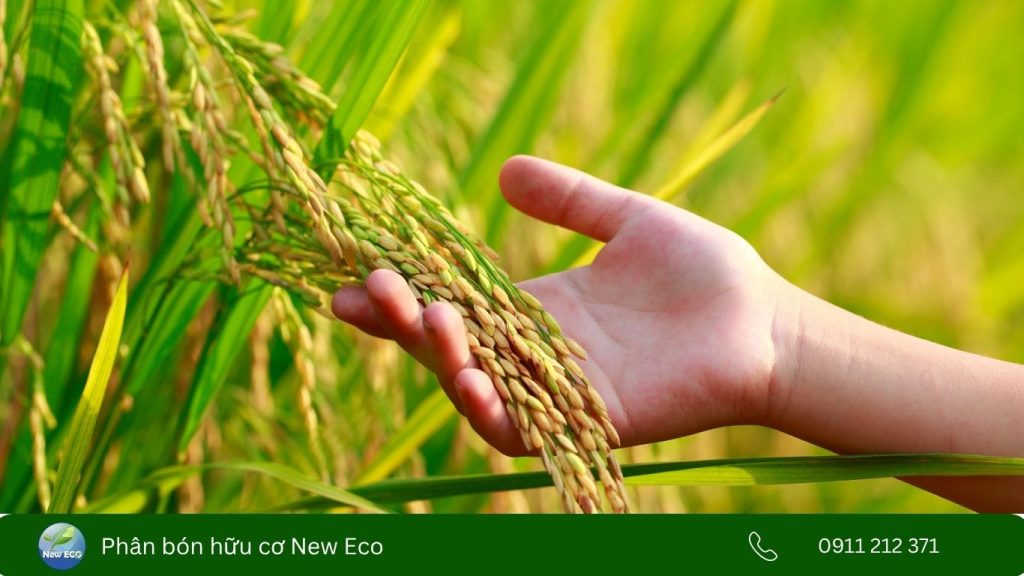 Công dụng của acid humic