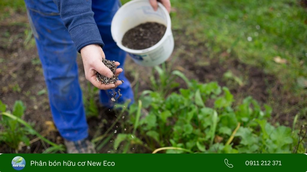 Bón phân hữu cơ giúp cải tạo đất