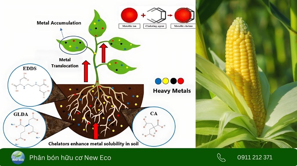 Tạo chelate vi lượng và hấp thu kim loại nặng