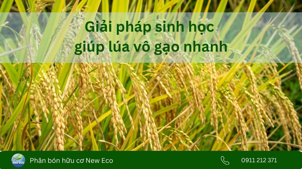 Giải pháp sinh học giúp lúa vô gạo nhanh