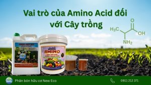 Vai trò của Amino Acid đối với cây trồng