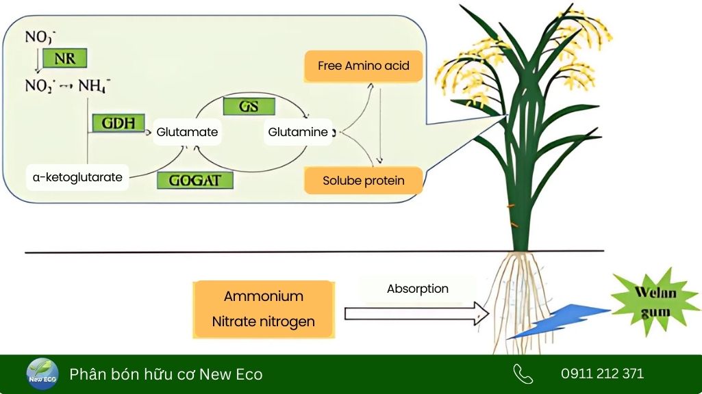 Quá trình hấp thu và chuyển hóa đạm trong lúa