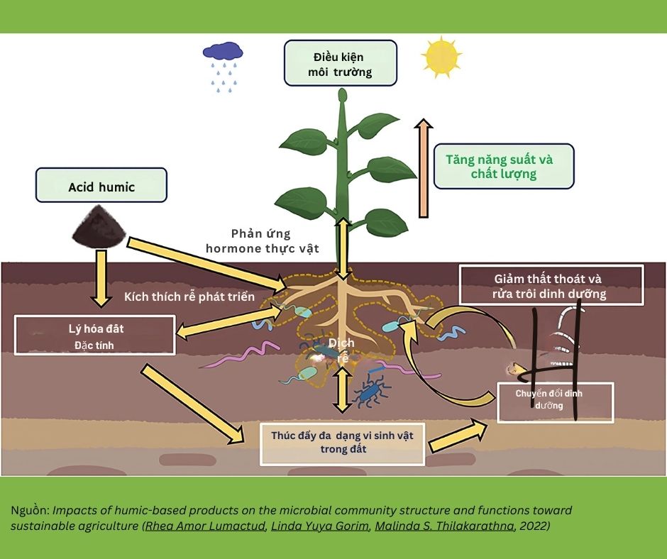 Tác dụng của acid humic