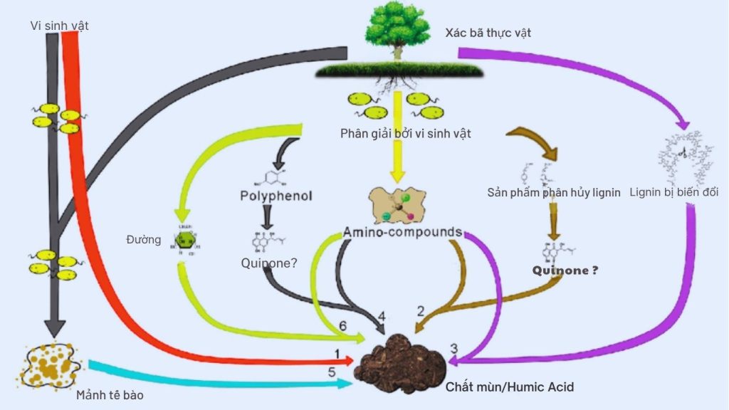 Quá trình hình thành của Acid humic