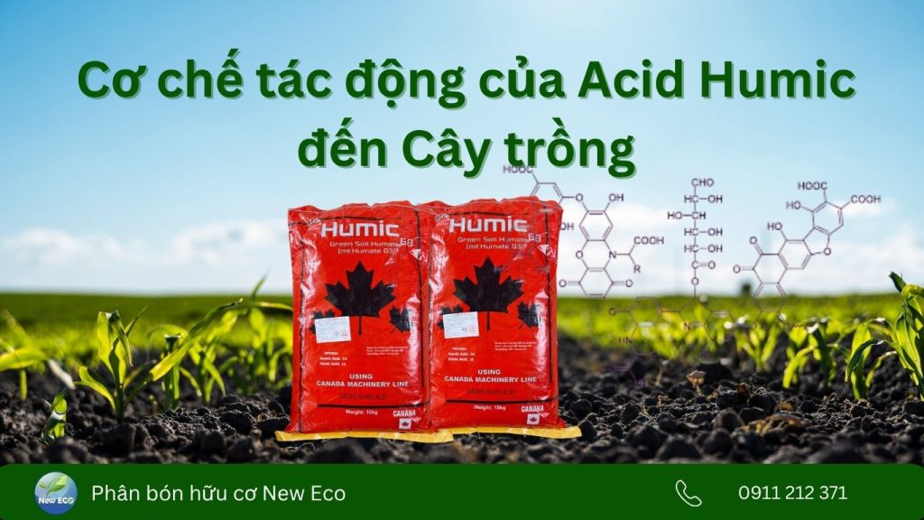 Acid Humic là gì