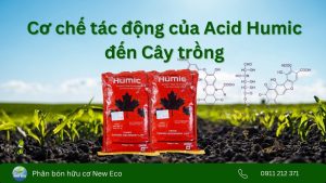 Acid Humic là gì