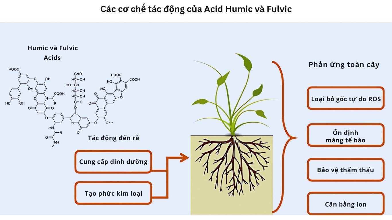 Cơ chế tác động của Acid Humic đến cây trồng