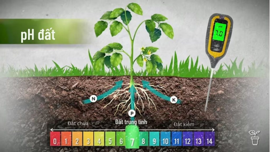 Cách kiểm tra pH đất