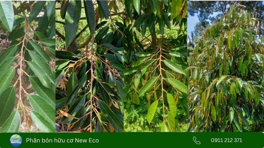 Các giai đoạn phát triển của cơi đọt sầu riêng